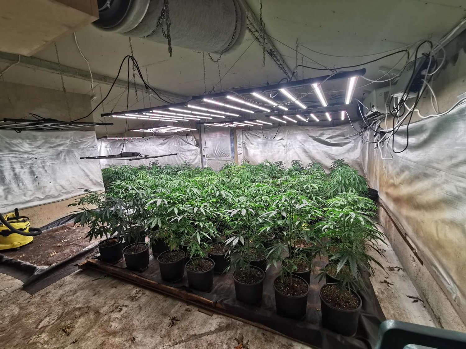 Разбиха две наркооранжерии край Варна (СНИМКИ)